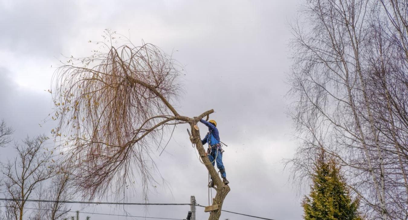 Abattage & Déssouchage d'arbres 89 Yonne