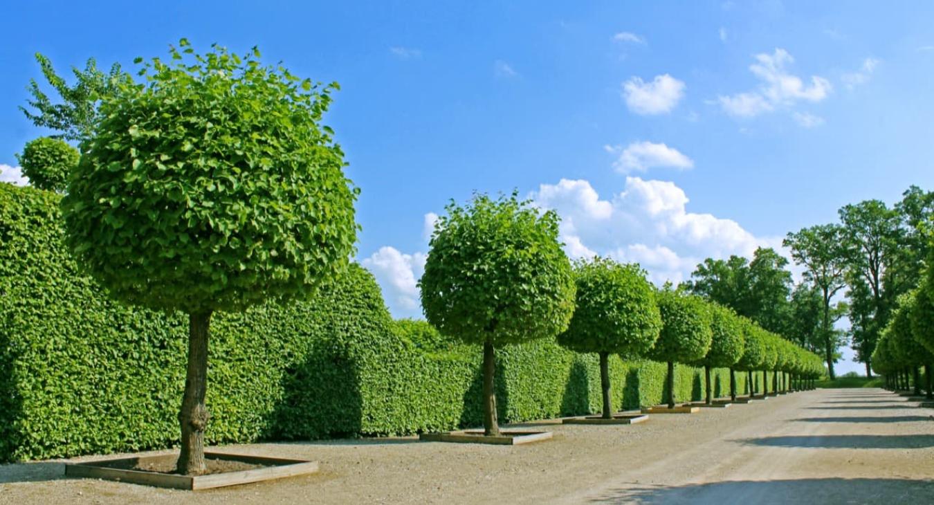 Entretien Parcs & Jardins 89 Yonne